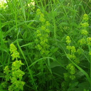 Photographie n°2136891 du taxon Cruciata laevipes Opiz [1852]