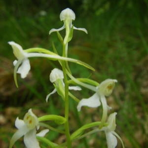 Photographie n°2136893 du taxon Platanthera bifolia (L.) Rich. [1817]