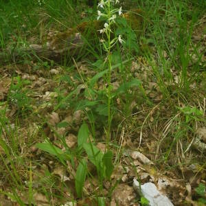 Photographie n°2136895 du taxon Platanthera bifolia (L.) Rich. [1817]