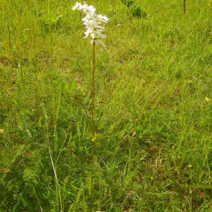 Photographie n°2136906 du taxon Filipendula vulgaris Moench [1794]