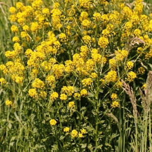 Photographie n°2136977 du taxon Barbarea vulgaris R.Br. [1812]