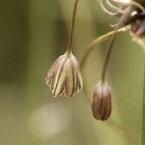 Photographie n°2136984 du taxon Allium carinatum L. [1753]