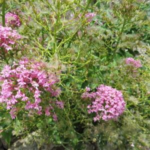Photographie n°2137028 du taxon Centranthus ruber subsp. ruber