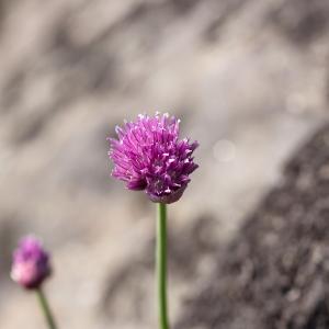 Photographie n°2137087 du taxon Allium schoenoprasum L. [1753]