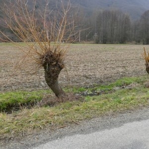 Photographie n°2137097 du taxon Salix alba var. vitellina (L.) Stokes [1812]