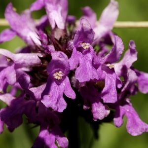 Photographie n°2137100 du taxon Betonica officinalis L. [1753]