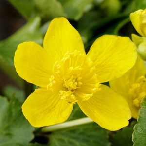 Photographie n°2137106 du taxon Caltha palustris L. [1753]