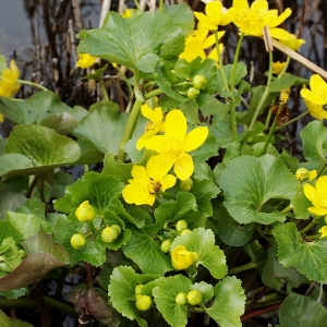 Photographie n°2137107 du taxon Caltha palustris L. [1753]