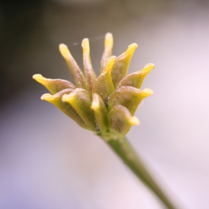 Photographie n°2137108 du taxon Caltha palustris L. [1753]