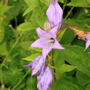 Photographie n°2137109 du taxon Campanula latifolia L. [1753]