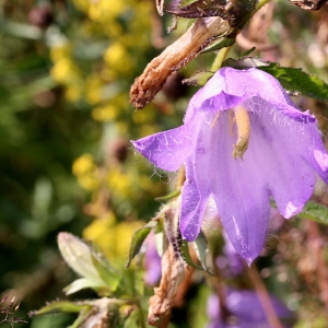 Photographie n°2137110 du taxon Campanula latifolia L. [1753]