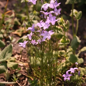 Photographie n°2137114 du taxon Campanula patula L. [1753]