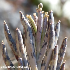 Photographie n°2137180 du taxon Kalanchoe delagoensis Eckl. & Zeyh. [1837]