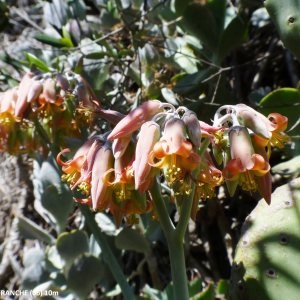 Photographie n°2137181 du taxon Kalanchoe delagoensis Eckl. & Zeyh. [1837]