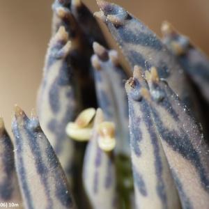  - Kalanchoe delagoensis Eckl. & Zeyh. [1837]