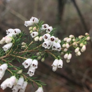 Photographie n°2137200 du taxon Erica lusitanica Rudolphi [1800]