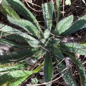 Photographie n°2137358 du taxon Echium vulgare L. [1753]