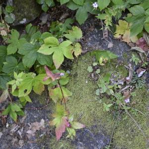 Photographie n°2137388 du taxon Geranium nodosum L. [1753]