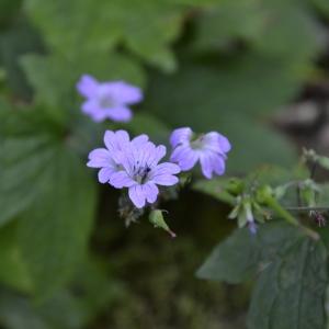 Photographie n°2137389 du taxon Geranium nodosum L. [1753]