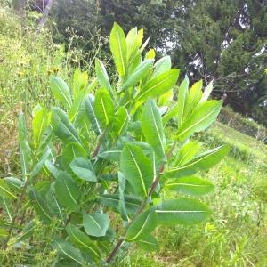 Photographie n°2137392 du taxon Lactuca serriola f. integrifolia Bogenh.