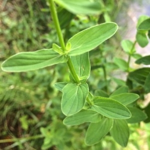 Photographie n°2137416 du taxon Hypericum tetrapterum Fr. [1823]