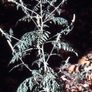 Photographie n°2137435 du taxon Ambrosia artemisiifolia L. [1753]