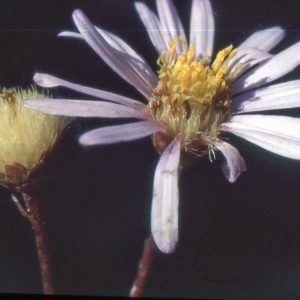 Photographie n°2137448 du taxon Tripolium pannonicum (Jacq.) Dobrocz. [1962]