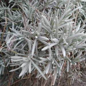Photographie n°2137514 du taxon Lavandula angustifolia Mill. [1768]