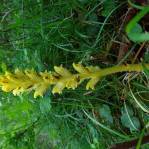 Photographie n°2137526 du taxon Orobanche teucrii Holandre [1829]