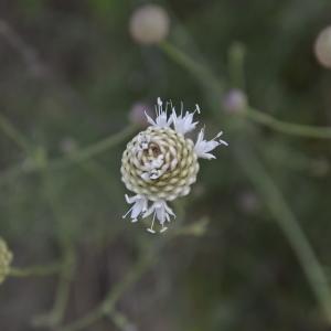 Photographie n°2137610 du taxon Cephalaria leucantha (L.) Schrad. ex Roem. & Schult. [1818]