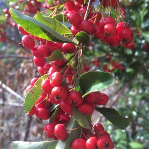 Photographie n°2137613 du taxon Pyracantha M.Roem. [1847]