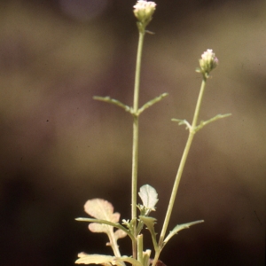 Photographie n°2137633 du taxon Centranthus calcitrapae (L.) Dufr. [1811]