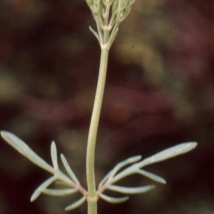 Photographie n°2137634 du taxon Centranthus calcitrapae (L.) Dufr. [1811]