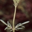  Liliane Roubaudi - Centranthus calcitrapae (L.) Dufr. [1811]