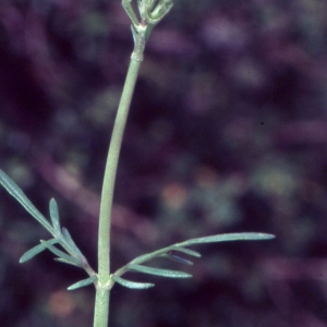 Photographie n°2137637 du taxon Centranthus calcitrapae (L.) Dufr. [1811]