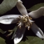  Liliane Roubaudi - Citrus aurantium var. sinensis L. [1753]