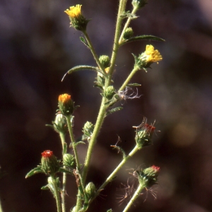 Photographie n°2137691 du taxon Dittrichia graveolens (L.) Greuter [1973]