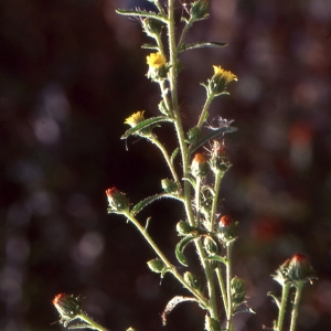 Photographie n°2137692 du taxon Dittrichia graveolens (L.) Greuter [1973]