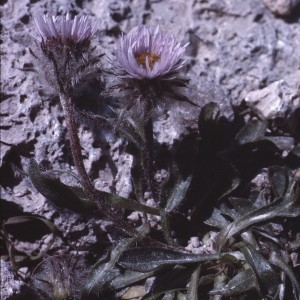 Photographie n°2137700 du taxon Erigeron alpinus L. [1753]