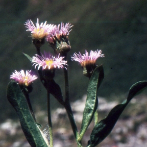 Photographie n°2137707 du taxon Erigeron atticus Vill. [1788]