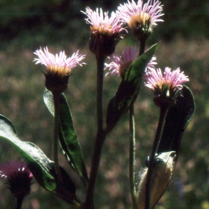 Photographie n°2137708 du taxon Erigeron atticus Vill. [1788]