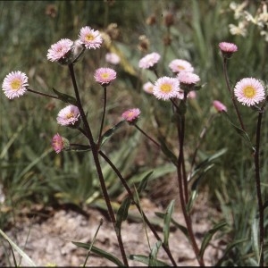 Erigeron alpinus subsp. villarsii (Bellardi) Bonnier & Layens (Vergerette d'Attique)