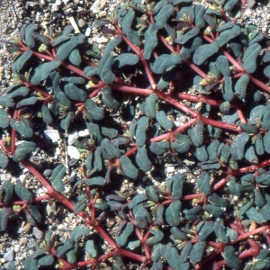 Photographie n°2137711 du taxon Euphorbia peplis L. [1753]