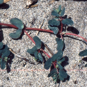 Photographie n°2137715 du taxon Euphorbia peplis L. [1753]