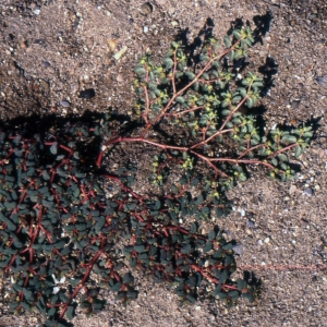 Photographie n°2137716 du taxon Euphorbia peplis L. [1753]