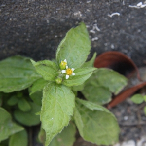 Photographie n°2137759 du taxon Galinsoga quadriradiata Ruiz & Pav.