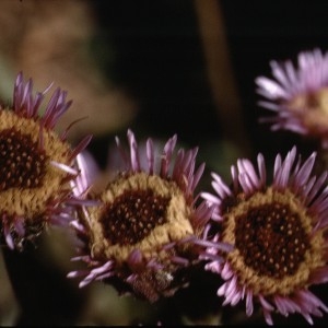  - Erigeron atticus subsp. gaudinii (Brügger) Briq. & Cavill. [1915]