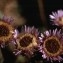  Liliane Roubaudi - Erigeron atticus subsp. gaudinii (Brügger) Briq. & Cavill. [1915]