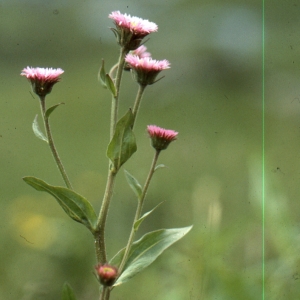  - Erigeron atticus subsp. gaudinii (Brügger) Briq. & Cavill. [1915]