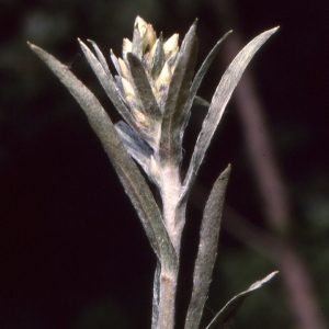 Dasyanthus fuscus Bubani (Gnaphale de Norvège)